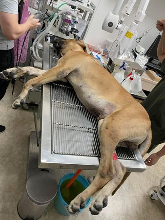 d7365650 ▲高山犬吞下「整顆羽毛球」驚險搶救 飼主噴萬元送醫:錢再賺就有。(圖/有點毛毛的/飼主蕭宇芯提供)