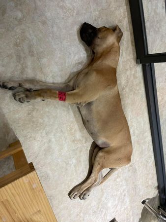 d7365652 ▲高山犬吞下「整顆羽毛球」驚險搶救 飼主噴萬元送醫:錢再賺就有。(圖/有點毛毛的/飼主蕭宇芯提供)