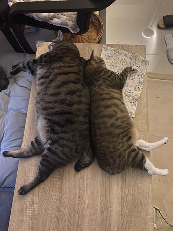 巨型虎斑貓兄弟。（圖／有點毛毛的／飼主許斌富投稿）