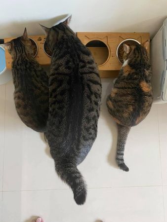 巨型虎斑貓兄弟。（圖／有點毛毛的／飼主許斌富投稿）