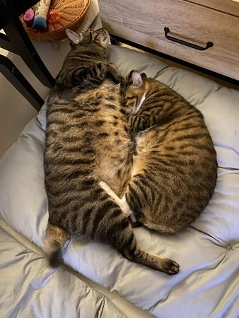 巨型虎斑貓兄弟。（圖／有點毛毛的／飼主許斌富投稿）
