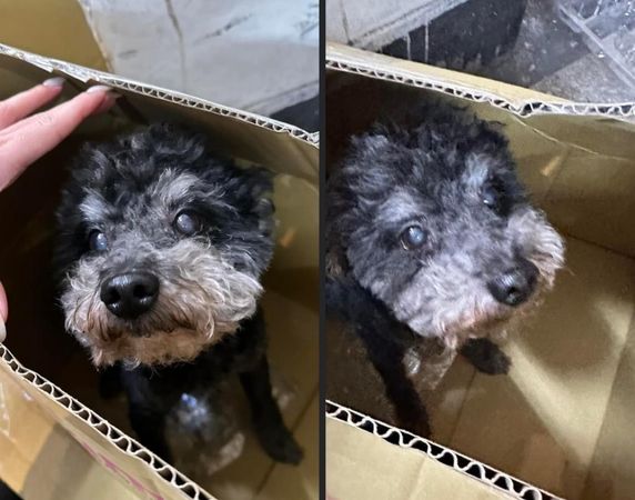 d7365877 ▲貴賓犬獨自在馬路徘徊「黑黑一小坨」超危險 店家曝:流浪幾天了。(圖/攝自Facebook/基隆警馨雲)