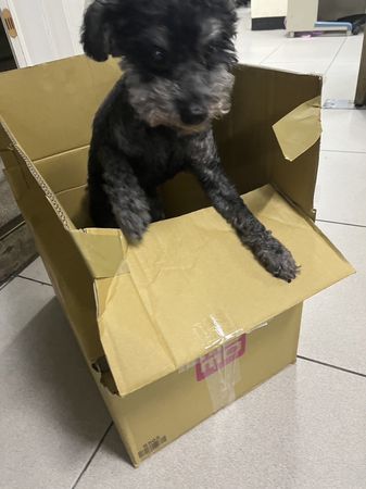 d7365879 ▲貴賓犬獨自在馬路徘徊「黑黑一小坨」超危險 店家曝:流浪幾天了。(圖/攝自Facebook/基隆警馨雲)