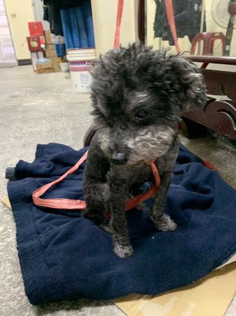 d7365880 ▲貴賓犬獨自在馬路徘徊「黑黑一小坨」超危險 店家曝:流浪幾天了。(圖/攝自Facebook/基隆警馨雲)