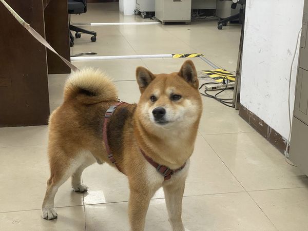 d7366092 ▲▼老翁昏倒忠犬護主 警救護代照顧愛犬。(圖/南投警察局埔里分局提供)