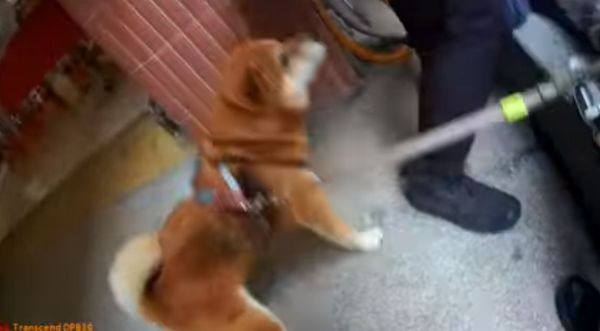 d7366094 ▲▼老翁昏倒忠犬護主 警救護代照顧愛犬。(圖/南投警察局埔里分局提供)