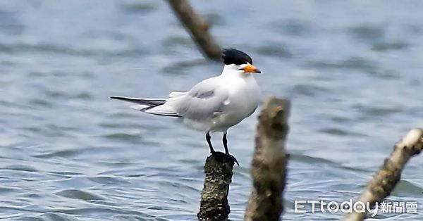 ▲▼   神話之鳥「黑嘴端鳳頭燕鷗」  。（圖／記者林名揚翻攝）