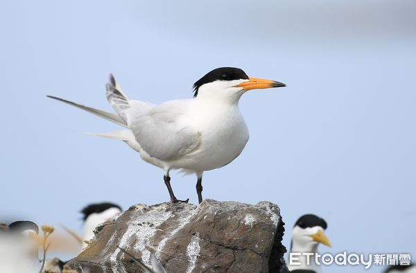 ▲▼   神話之鳥「黑嘴端鳳頭燕鷗」  。（圖／記者林名揚翻攝）