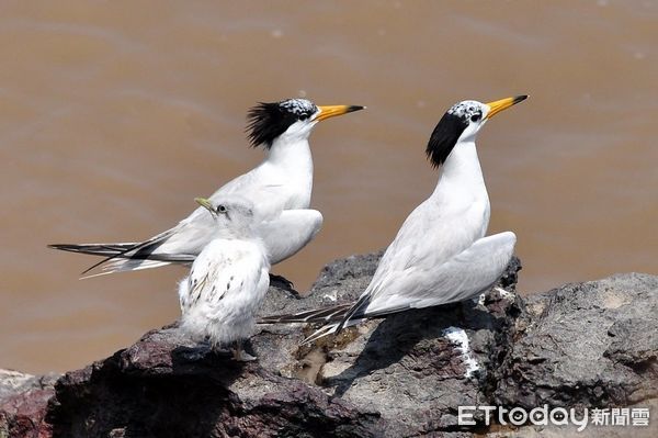 ▲▼   神話之鳥「黑嘴端鳳頭燕鷗」  。（圖／記者林名揚翻攝）