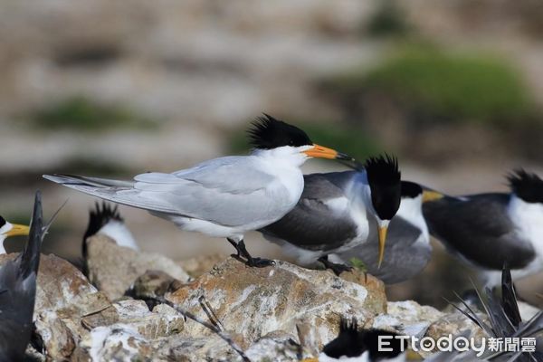 ▲▼   神話之鳥「黑嘴端鳳頭燕鷗」  。（圖／記者林名揚翻攝）