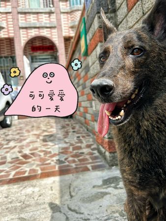 d7366605 ▲▼狗場領養回來「形象全沒」睡到翻白眼 飼主笑:沒想過會變這樣。(圖/有點毛毛的/網友葉怡廷提供)
