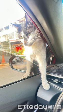 d7366749 ▲▼路邊臨停被盯上! 地方老大「劫車搭訕」霸氣收奴才:缺貓嗎?(圖/網友林桂毅提供)