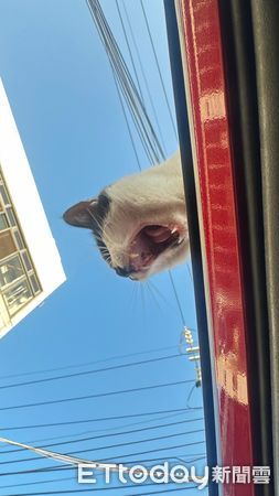 d7366750 ▲▼路邊臨停被盯上! 地方老大「劫車搭訕」霸氣收奴才:缺貓嗎?(圖/網友林桂毅提供)