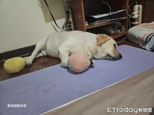 ▲陪媽追劇...孝順拉拉等到度估「臉跌地上」　下秒驚醒爬起裝沒事（圖／網友陳韻妃提供，請勿隨意翻拍，以免侵權。）