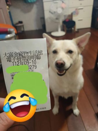 ▲▼對發票前「繞狗頭3圈」媽掛保證補貼尿布錢　結果超靈驗：狗來富。（圖／有點毛毛的／飼主雅卉鄧提供）