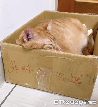 ▲▼ 忘記算寬度！卡車橘貓「華麗扭腰」摔下沙發　一臉懵找媽討拍。（圖／網友Yän Yän授權提供）
