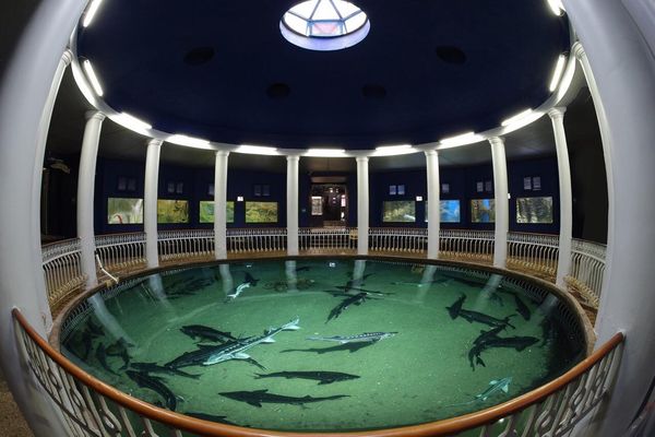 黑海暴風雨造成克里米亞水族館動物死亡。（圖／翻攝自塞凡堡水族館臉書）