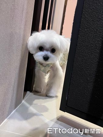 馬爾濟斯努努。（圖／粉專「••一隻努努의小限動••」提供）