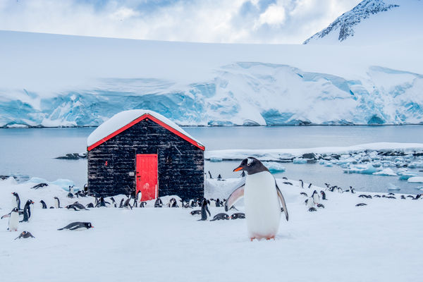 ▲▼洛克洛港（Port Lockroy）的「企鵝郵局」徵人。（圖／翻攝自X）
