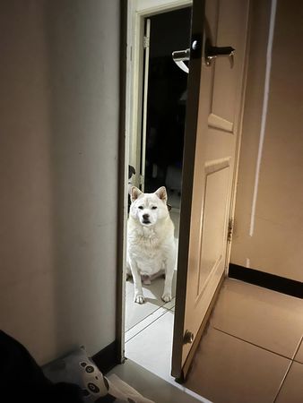 ▲▼被奪命敲門聲叫醒！　她吃力睜眼見「鐵青瓦斯桶」坐門口快爆炸。（圖／有點毛毛的／臉書粉專「白柴歐巴」）