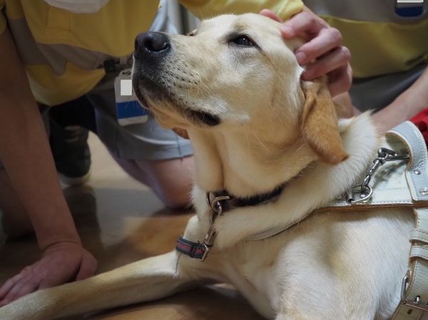島根旭日社會復歸促進中心受刑人協助照顧導盲犬幼犬。（圖／翻攝自日本導盲犬協會）