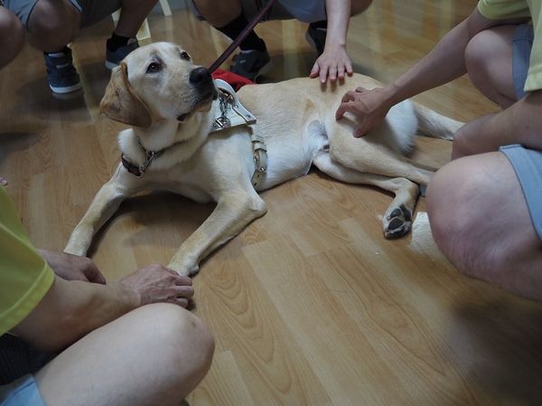 島根旭日社會復歸促進中心受刑人協助照顧導盲犬幼犬。（圖／翻攝自日本導盲犬協會）