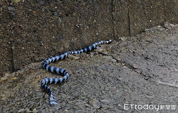 d7368750 ▲▼貢寮巧遇「亮藍色繩子」是劇毒海蛇 內行人:被咬到會過橋。(圖/網友Tai Tai Chun授權提供)