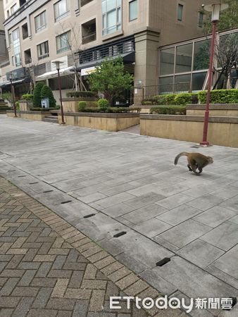 ▲林口出現「台灣獼猴」逛大街！悠哉扶在欄杆　新北動保處派員處理（圖／網友吳先生提供，請勿隨意翻拍，以免侵權。）