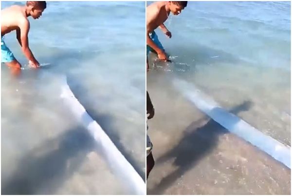 ▲▼多明尼加北部海灘出現俗稱地震魚的皇帶魚。（圖／翻攝自X）