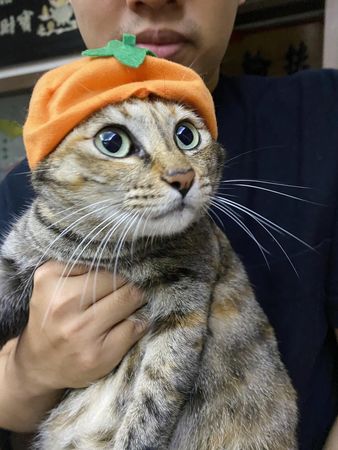 ▲▼過年就怕親戚問「不生小孩？」　她PO「最萌擋箭牌」暖笑：我有啊。（圖／飼主賴喬茵提供）