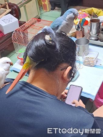 ▲調皮鳥鑽進包包頭「變活體髮簪」休眠　阿母傻眼：被扯了多根毛！（圖／網友墨寒絕提供，請勿隨意翻拍，以免侵權。）