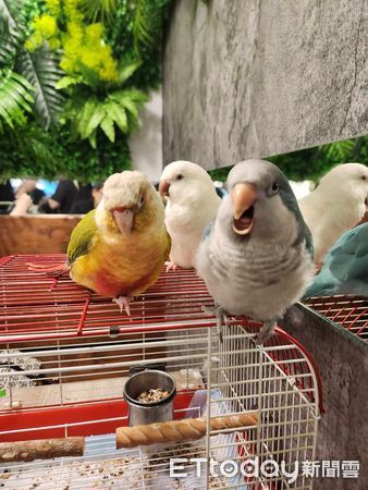 ▲調皮鳥鑽進包包頭「變活體髮簪」休眠　阿母傻眼：被扯了多根毛！（圖／網友墨寒絕提供，請勿隨意翻拍，以免侵權。）