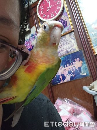 ▲調皮鳥鑽進包包頭「變活體髮簪」休眠　阿母傻眼：被扯了多根毛！（圖／網友墨寒絕提供，請勿隨意翻拍，以免侵權。）