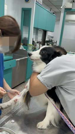 ▲▼汪被抱住幸福傻笑　見針頭驚覺被騙了「瞪大眼驚恐」：救命。（圖／有點毛毛的／哩賀！哇淑娜啦！粉專提供）