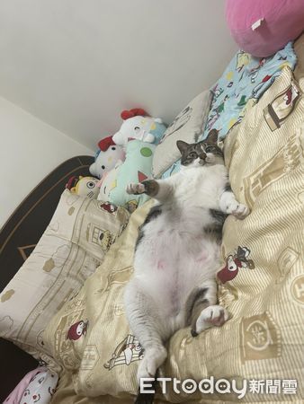 ▲13kg逆子胖貓「冷淡眼神」催快出門上班　她嘆：賺錢還要被看不起（圖／網友何老師提供，請勿隨意翻拍，以免侵權。）