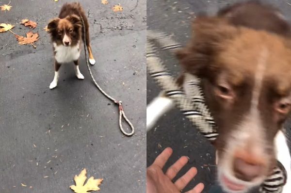 ▲▼散步故意鬆開牽繩　澳洲牧羊犬爆氣「咬回去給爸爸牽」：快點拿好。（圖／翻攝自Instagram@lifeof_almond）