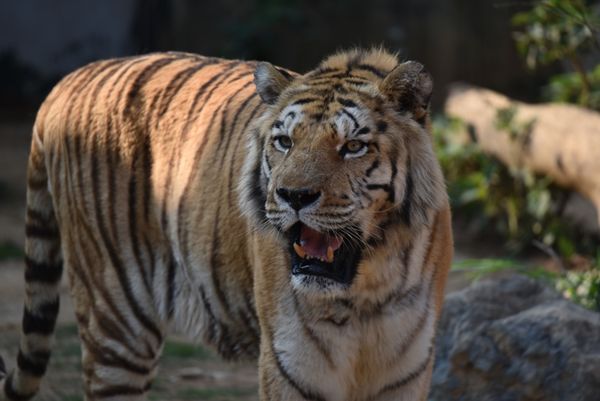 ▲▼18歲孟加拉虎「六福」離世。（圖／新竹市動物園提供）