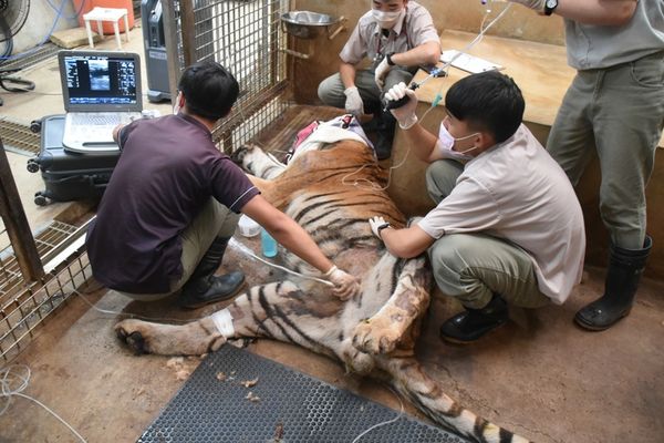▲▼18歲孟加拉虎「六福」離世。（圖／新竹市動物園提供）