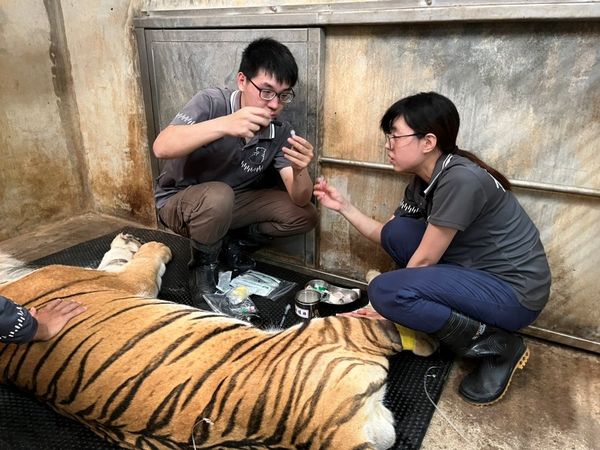 ▲▼18歲孟加拉虎「六福」離世。（圖／新竹市動物園提供）