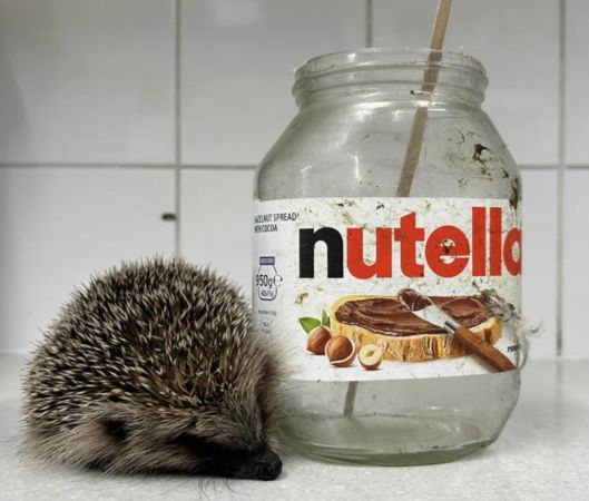 ▲▼刺蝟。（圖／翻攝自Facebook／HART Wildlife Rescue）