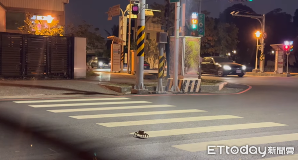 ▲台南路上驚見「螃蟹過斑馬線」橫著走　網友驚呼：比人還守規矩！（圖／網友辣椒醬的闆娘提供，請勿隨意翻拍，以免侵權。）