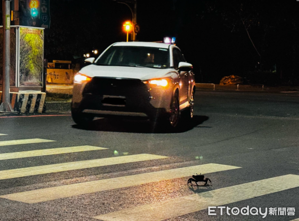 ▲台南路上驚見「螃蟹過斑馬線」橫著走　網友驚呼：比人還守規矩！（圖／網友辣椒醬的闆娘提供，請勿隨意翻拍，以免侵權。）
