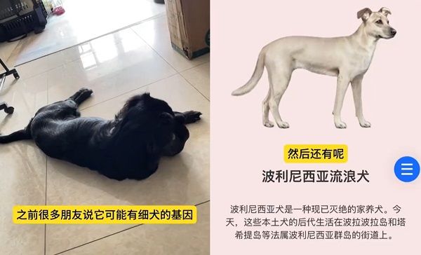 ▲▼浪汪撿回家「每個月都變另一隻狗」　檢測出15種品種基因驚豔主。（圖／翻攝自社恐小狗湯圓微博）