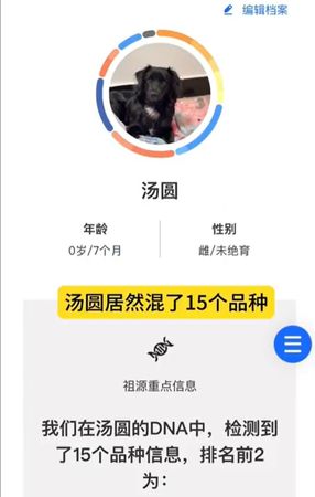 ▲▼浪汪撿回家「每個月都變另一隻狗」　檢測出15種品種基因驚豔主。（圖／翻攝自社恐小狗湯圓微博）