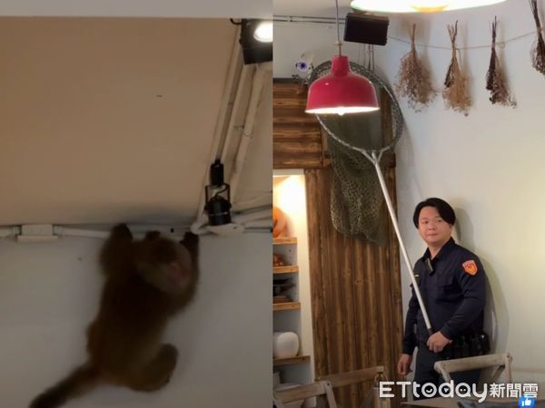 ▲▼ 台灣獼猴躲進川菜館            。（圖／翻攝自新北市議員蔡淑君臉書）