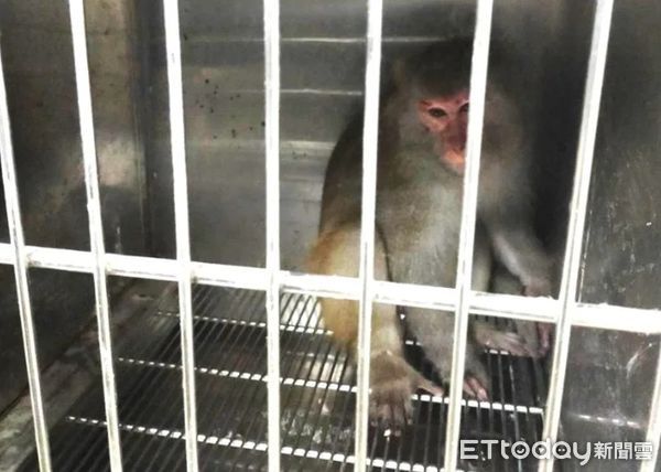 ▲▼ 台灣獼猴被安置在動保處            。（圖／動保處提供）