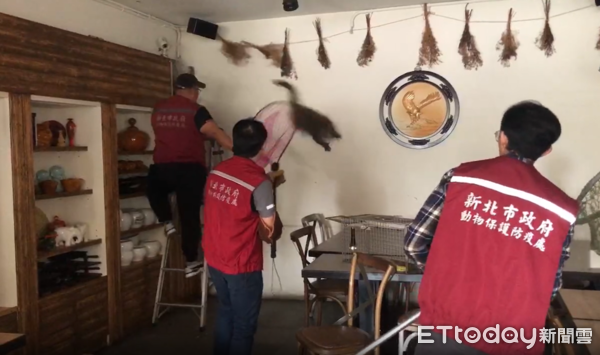 ▲林口獼猴餐廳被捕「眼神厭世無奈」　健康檢查完將野放。（圖／新北市動物保護處提供，請勿隨意翻拍，以免侵權。）