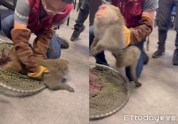 ▲林口獼猴餐廳被捕「眼神厭世無奈」　健康檢查完將野放。（圖／新北市動物保護處提供，請勿隨意翻拍，以免侵權。）