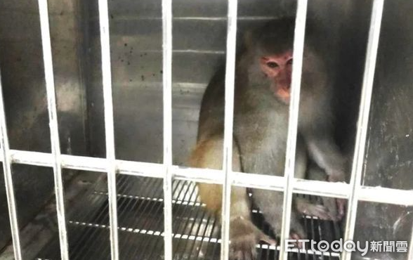 ▲林口獼猴餐廳被捕「眼神厭世無奈」　健康檢查完將野放。（圖／新北市動物保護處提供，請勿隨意翻拍，以免侵權。）
