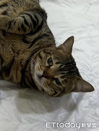 d7371944 ▲放飯時間愛貓卻消失 媽找不到快急哭...「棉被一掀開」被羞辱了。(圖/飼主王小姐提供)
